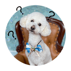 shiho_20220828181014