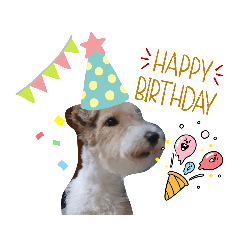 Wire Fox Terrier_I.U.2