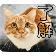 Hirokos cat