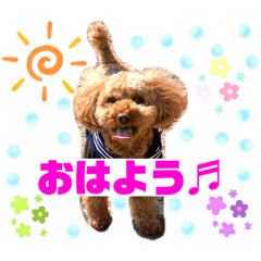 toy poodle ginchan