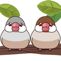 Twinkle Chewy Java sparrow
