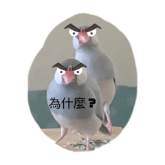 可愛鳥狗篇