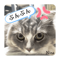 GLAY( ΦωΦ )CAT 猫第3弾