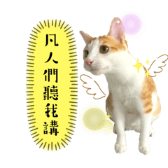 白襪是喵喵