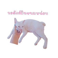 Dollar is a cat