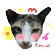 cute cat_20220829211753