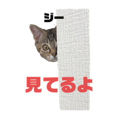 tamachin_20220829203524