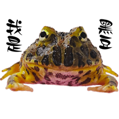 涵涵家的蛙寶大頭