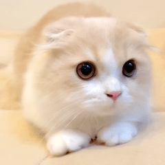 Very cute cat, lattenyan Sticker