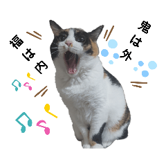 たぬき猫レイン４～イベント編～