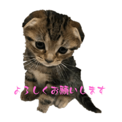 I am syo