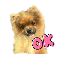 My puppy_20220830210819