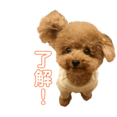 cocotin_20220830231731