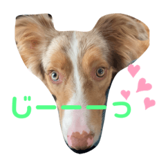 Daily Life of Louis, Border Collie