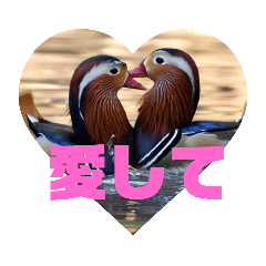鳥鳥の挨拶