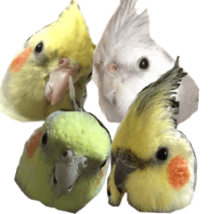 Colorful cockatiels(revised edition)