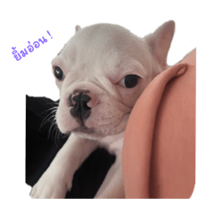 frenchbulldog_20220831140939