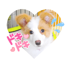 Border Collie RURU