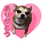 BEJIKONONICHIJOU