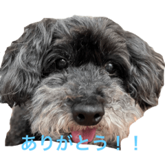 ちょいぷーどる③