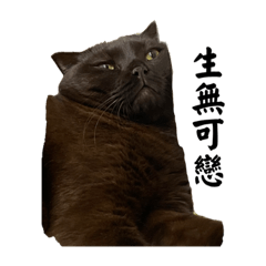 黑糖的全糖日記