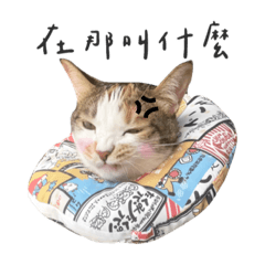 厭世花貓X不要生氣