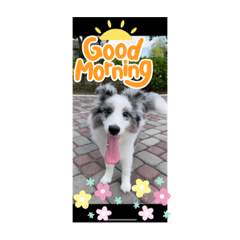 邊境牧羊犬與我的快樂時光