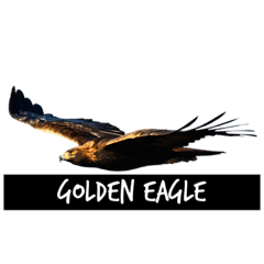 Golden eagle sticker #1