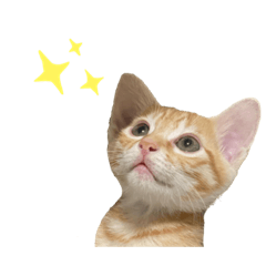 KUMA 熊