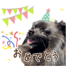 My dog Ku.