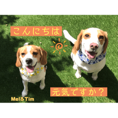 Beagle love_20220902092329