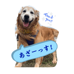 ririka_  golden retriever muuc