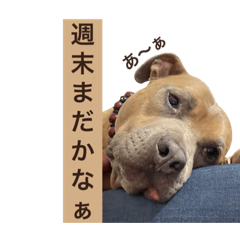 Bailey the Pit - Unsatisfied vers (JP)