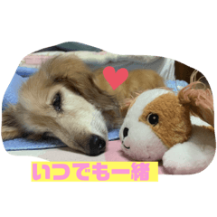 my dog.older and youg .