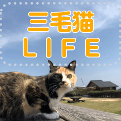 三毛猫LIFE
