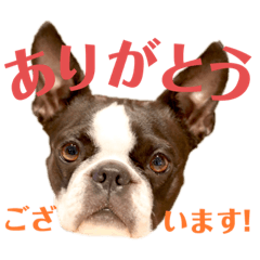 Boston terrier - MOMO