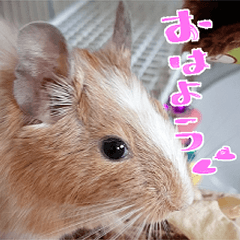 Degu sticker416