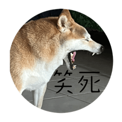 都拿日常無奈人生