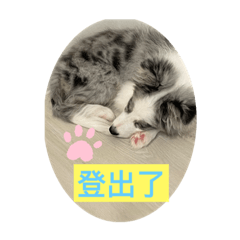 隕石邊境牧羊犬的喜怒哀樂