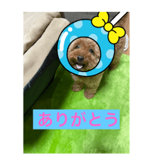 MOMOKO_20220904082004