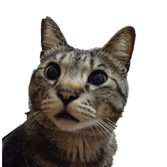 しましま猫のちーたん