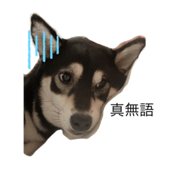 黑糖（黑柴犬的日常）