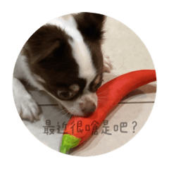 狗言狗語1