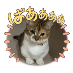 ウニだょ