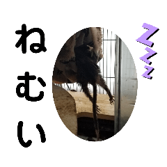 chiropu_20220904155301