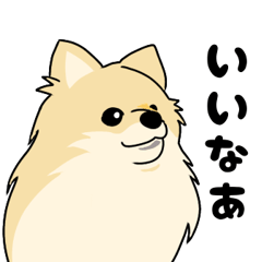 pomeranian shiba