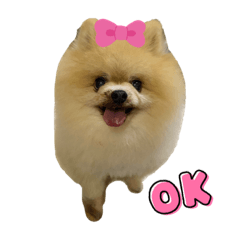 寵愛毛孩一家樂