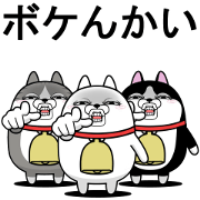Three large moving scruffy cats 15