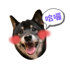 布布恰恰JOJO日常