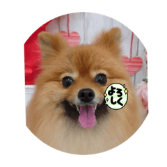 Tanuki_20220904211551